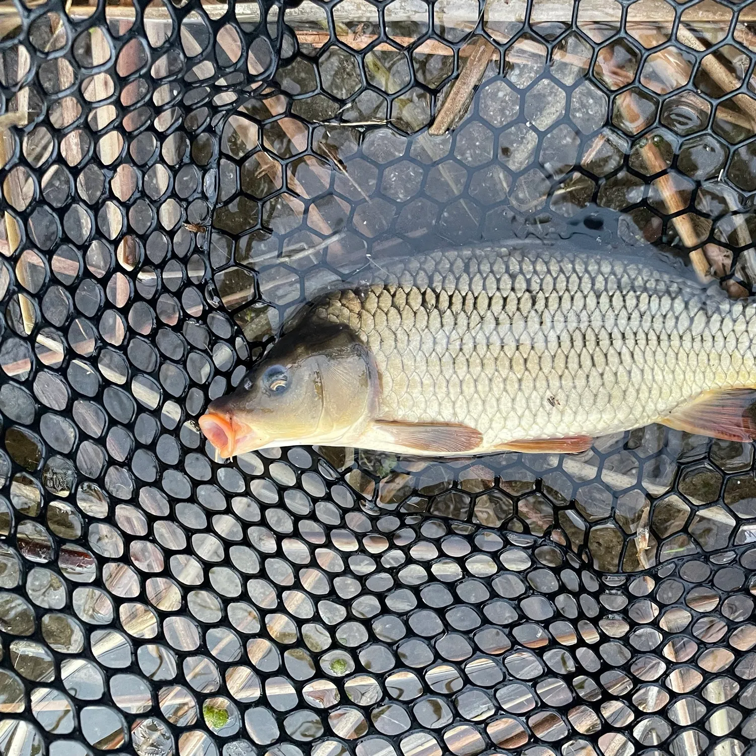 Common carp caught on Fishbrain
