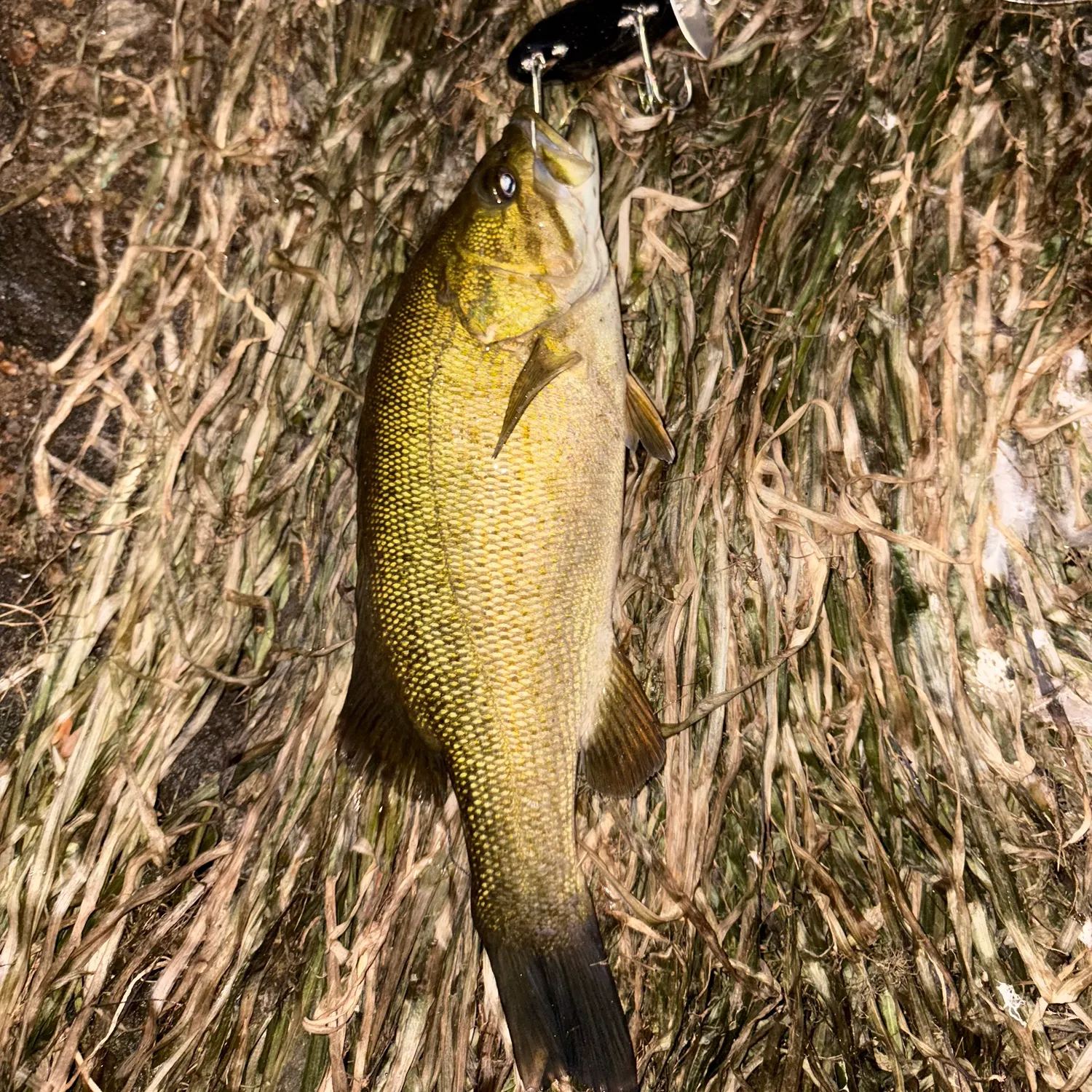 Smallmouth bass caught on Fishbrain