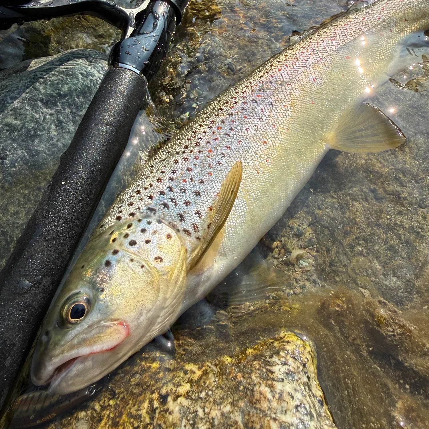 Brown trout caught on Fishbrain
