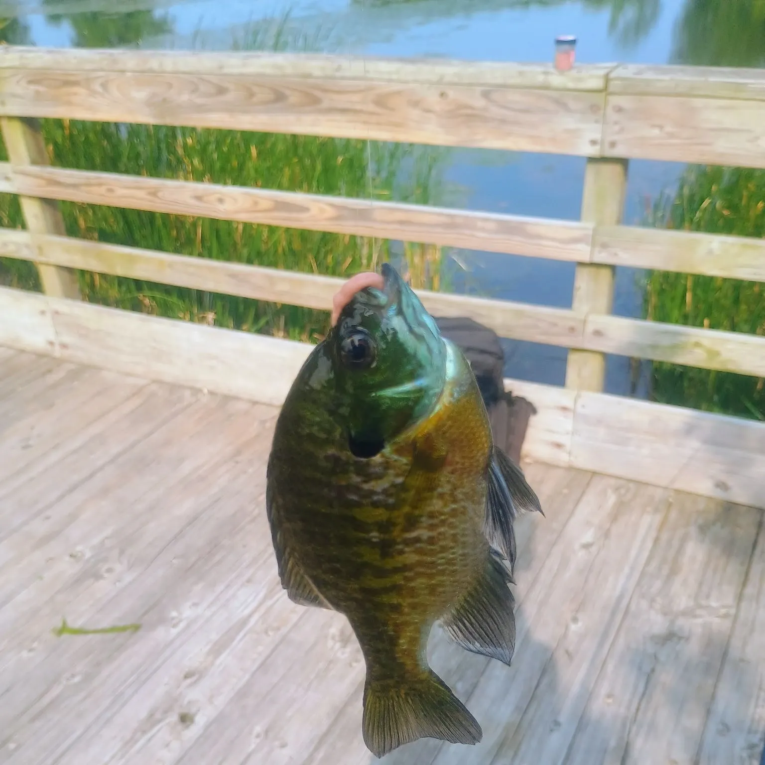 Bluegill caught on Fishbrain