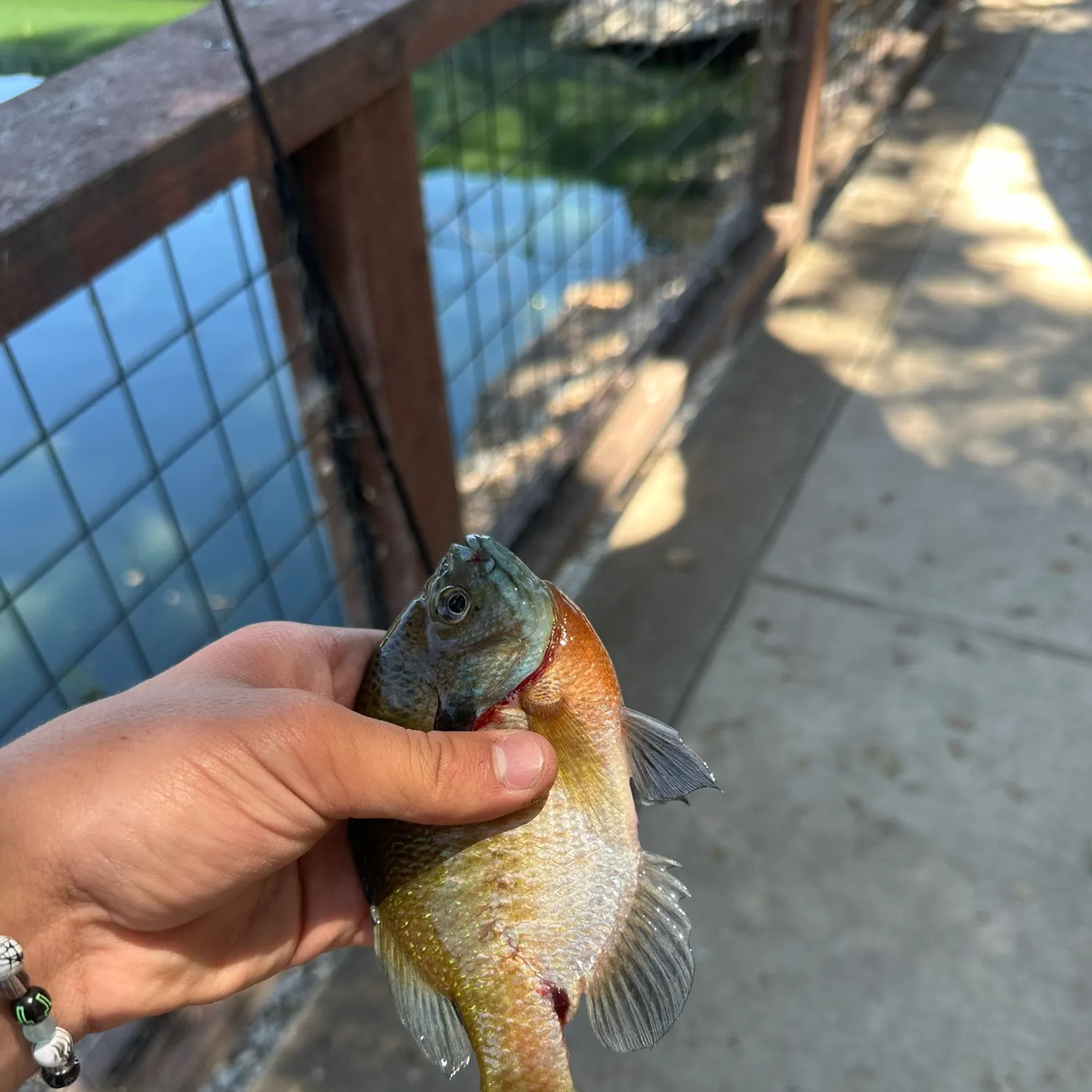 catch