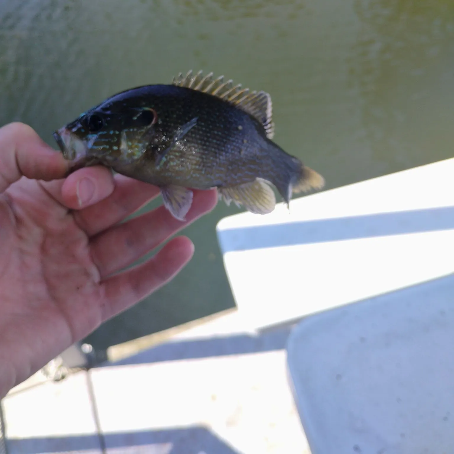 Green sunfish caught on Fishbrain