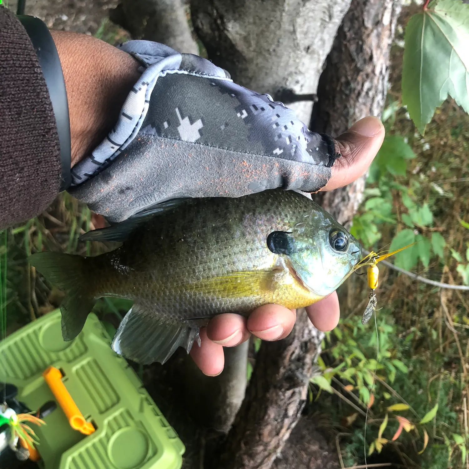 Bluegill caught on Fishbrain