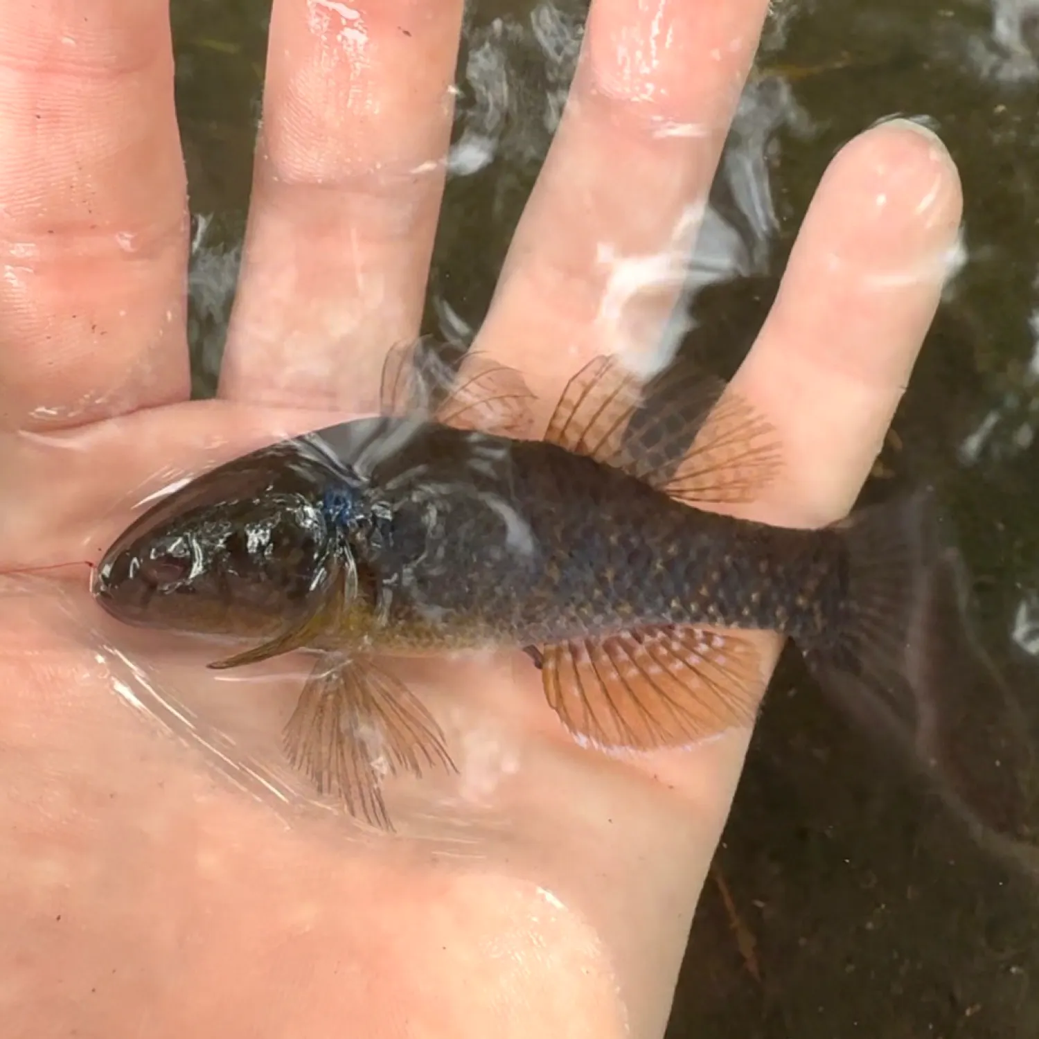 The most recent Fat Sleeper catches on Fishbrain