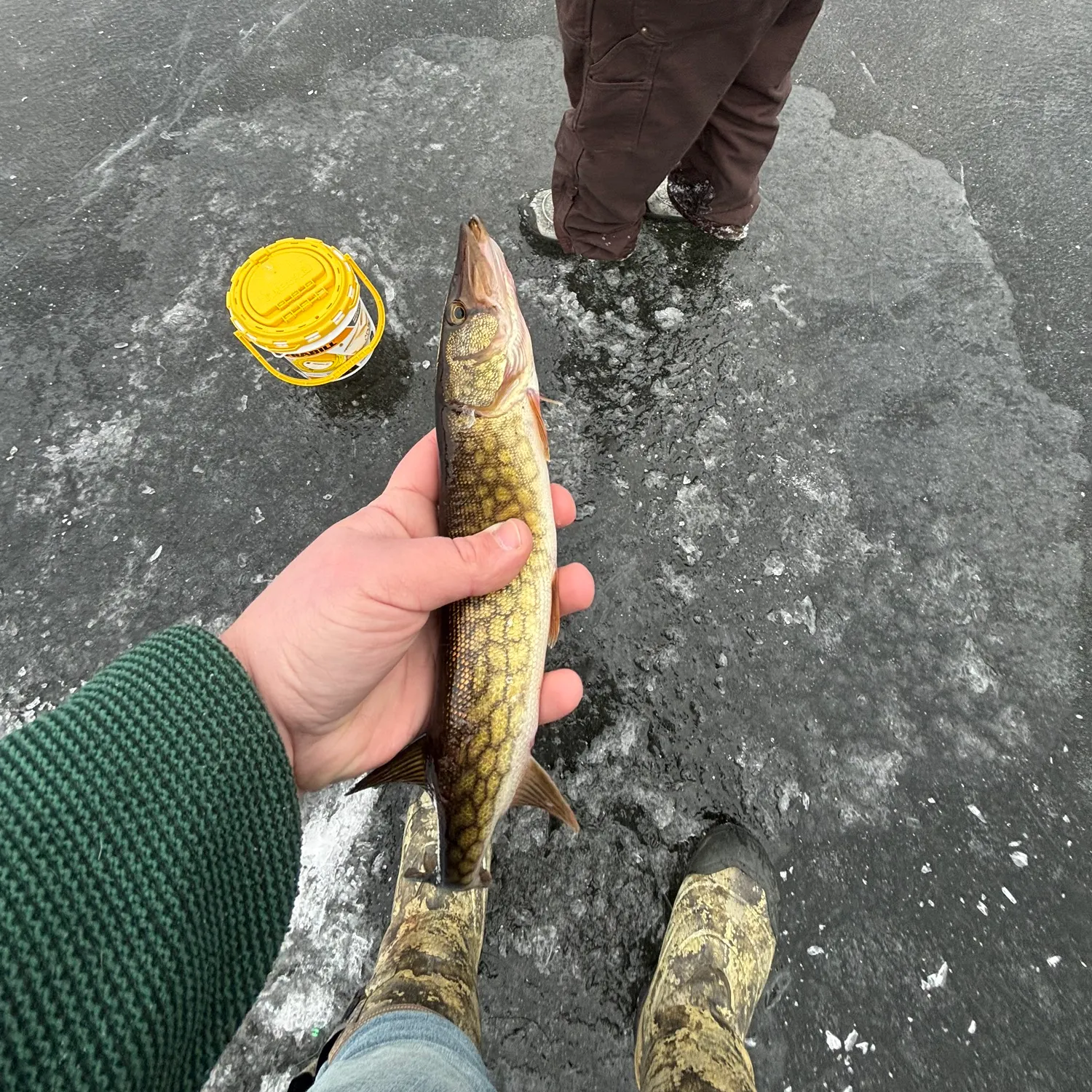 The most recent Chain pickerel catches on Fishbrain