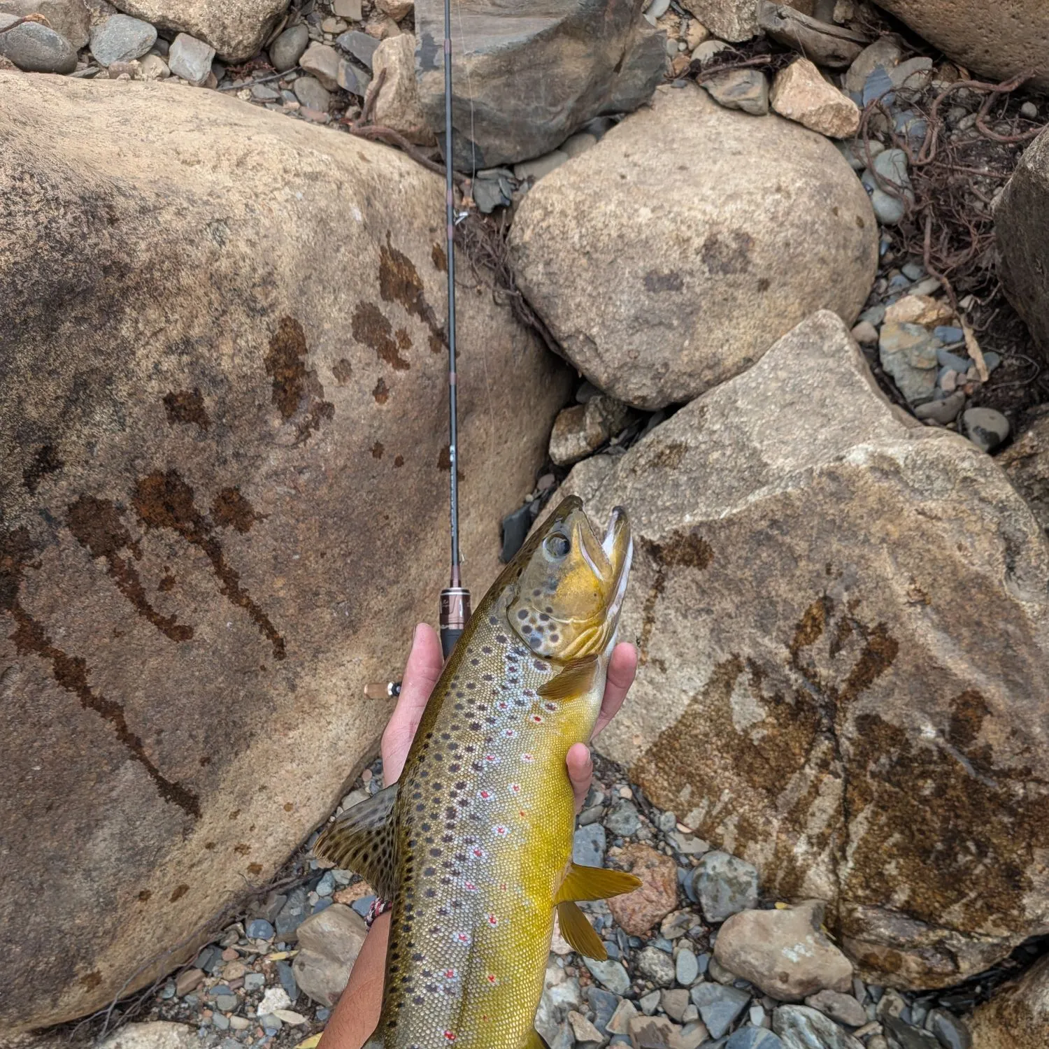 Brown trout caught on Fishbrain