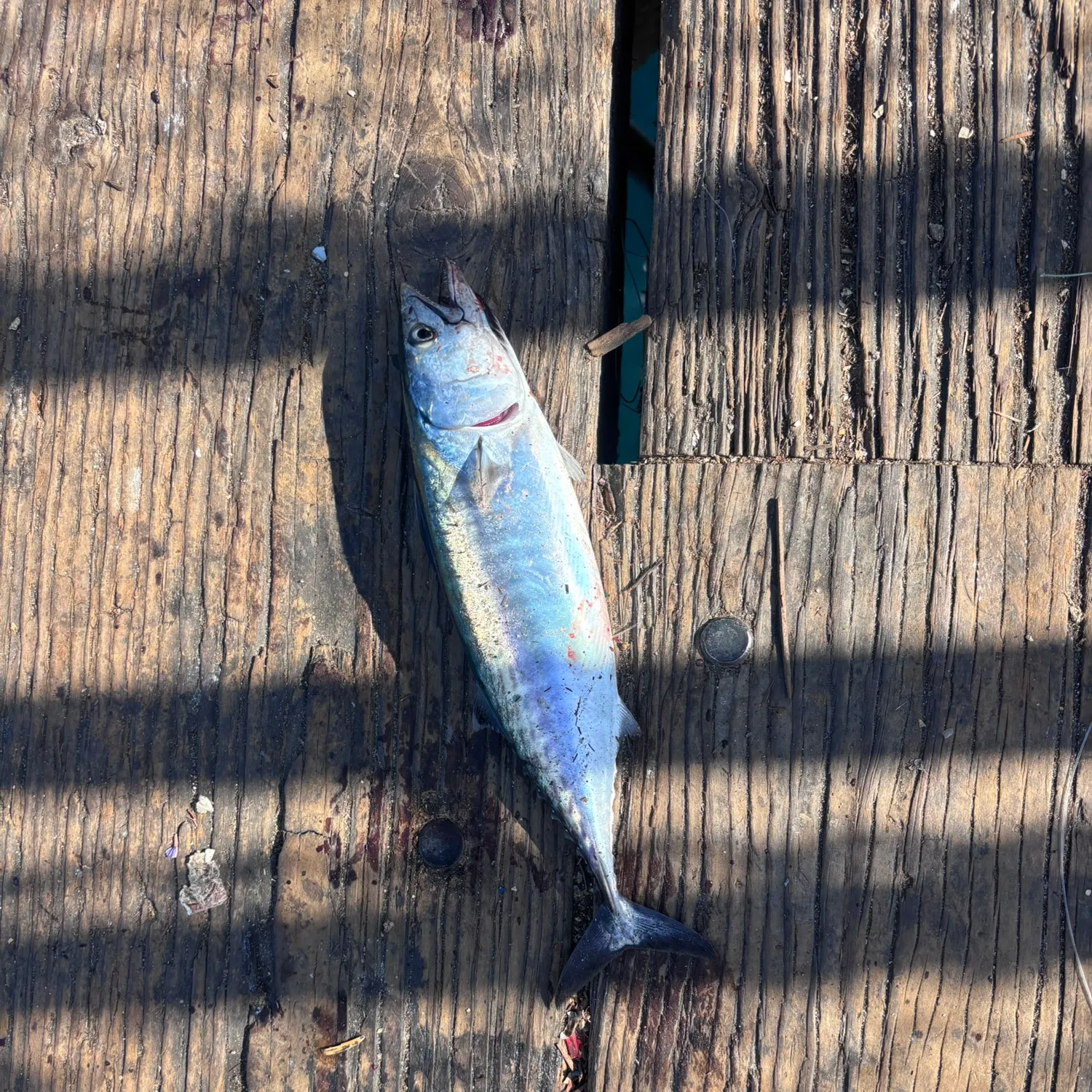 The most recent Pacific bonito catches on Fishbrain