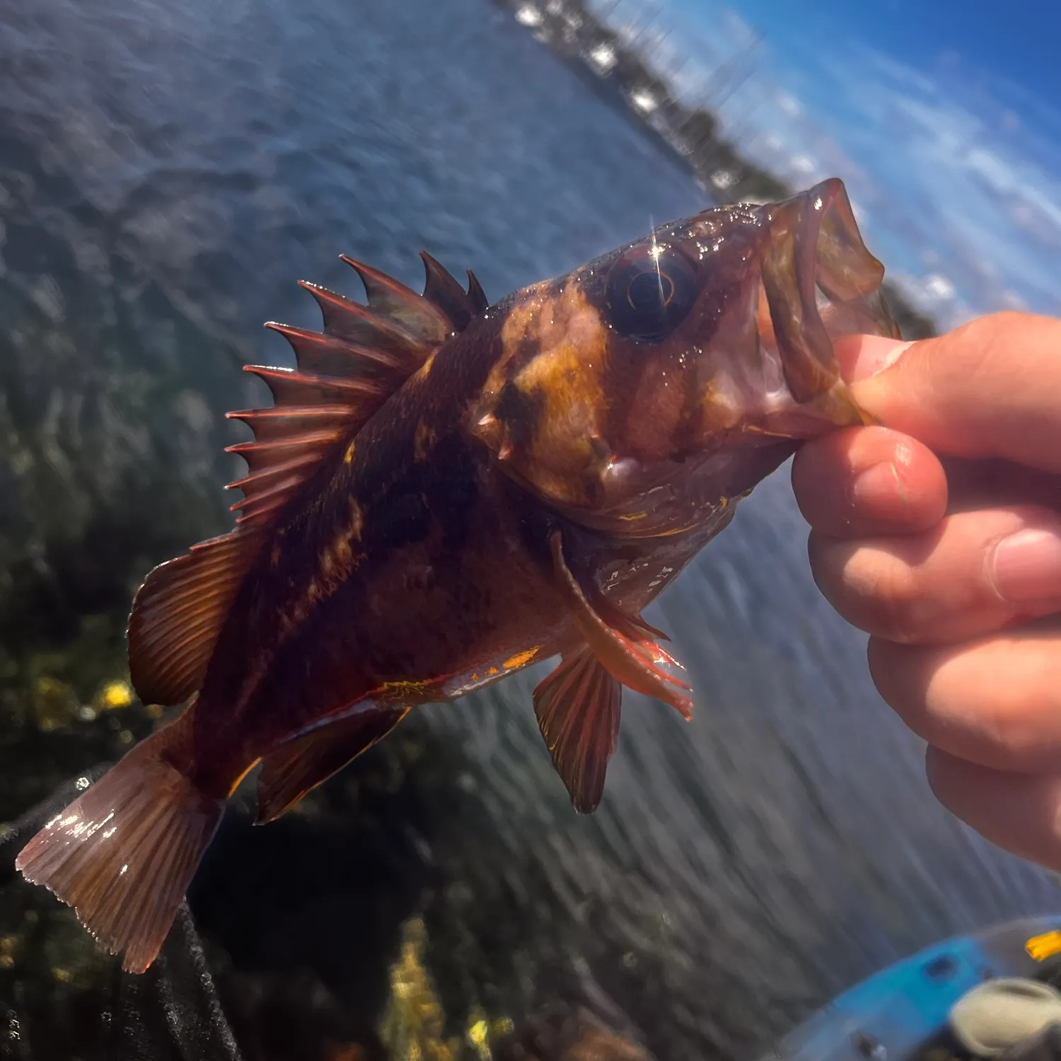 catch