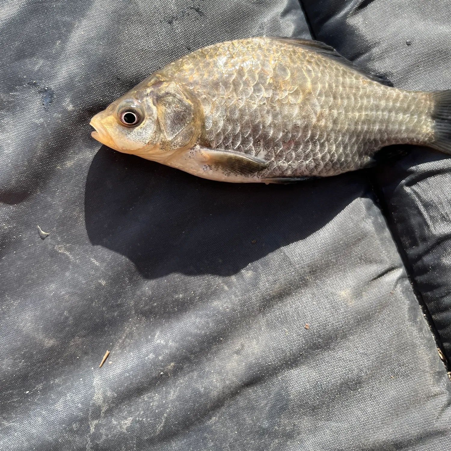 The most recent Crucian carp catches on Fishbrain