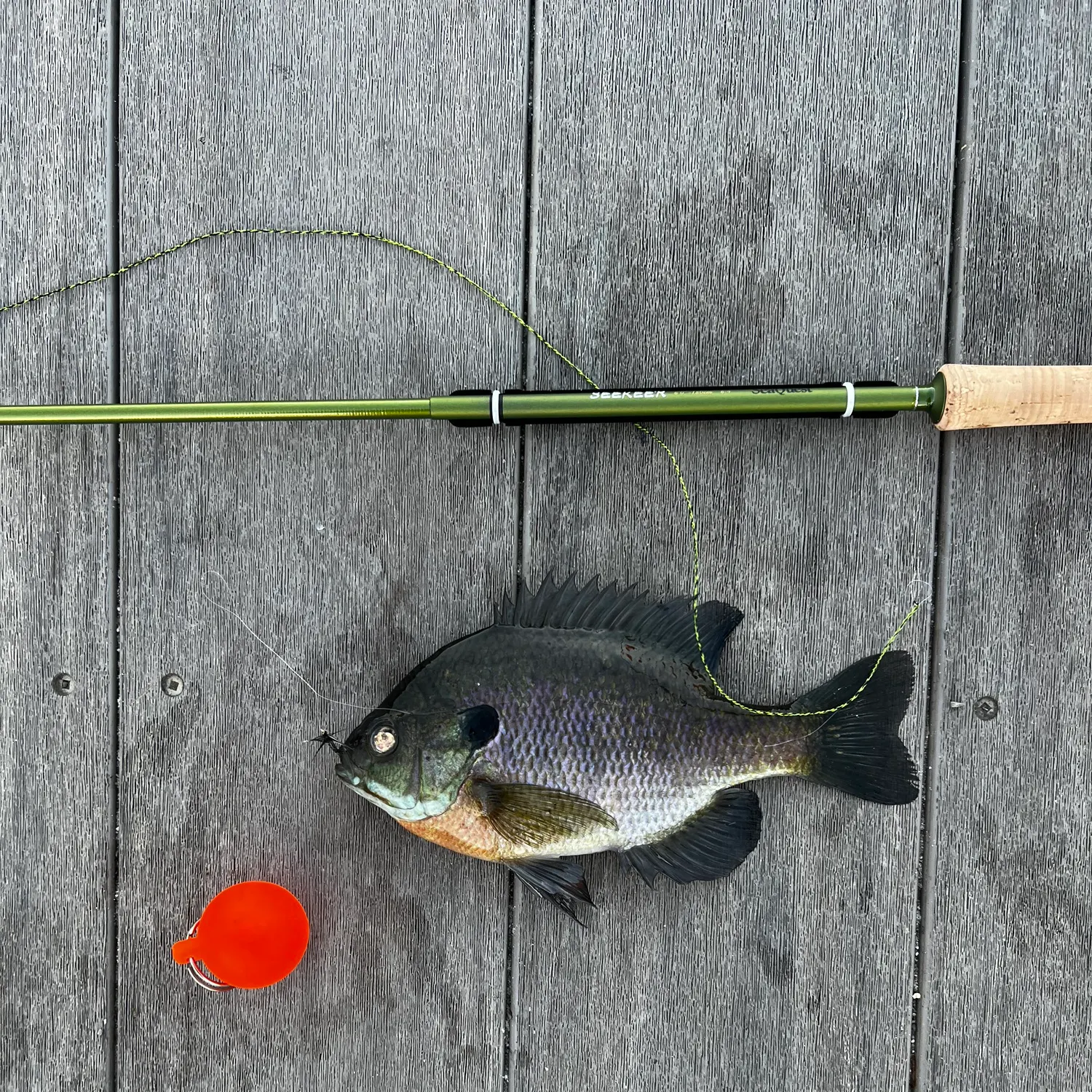 recently logged catches