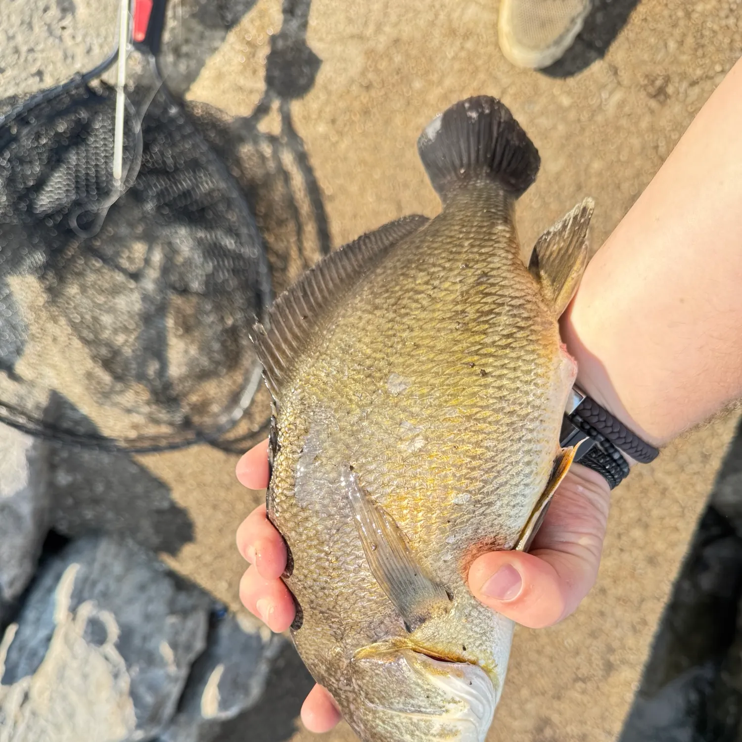 Freshwater drum caught on Fishbrain