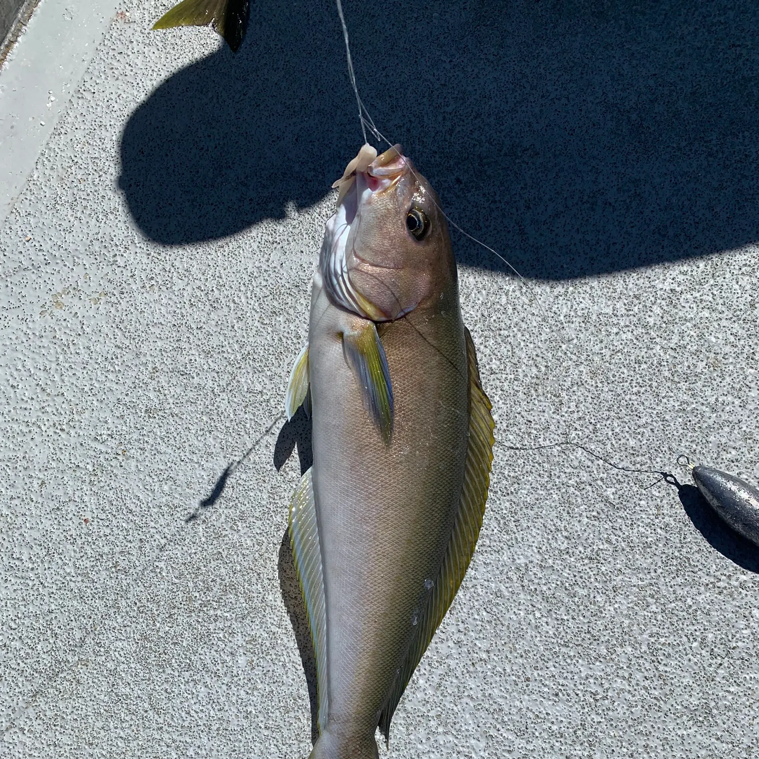 The most recent Ocean whitefish catches on Fishbrain
