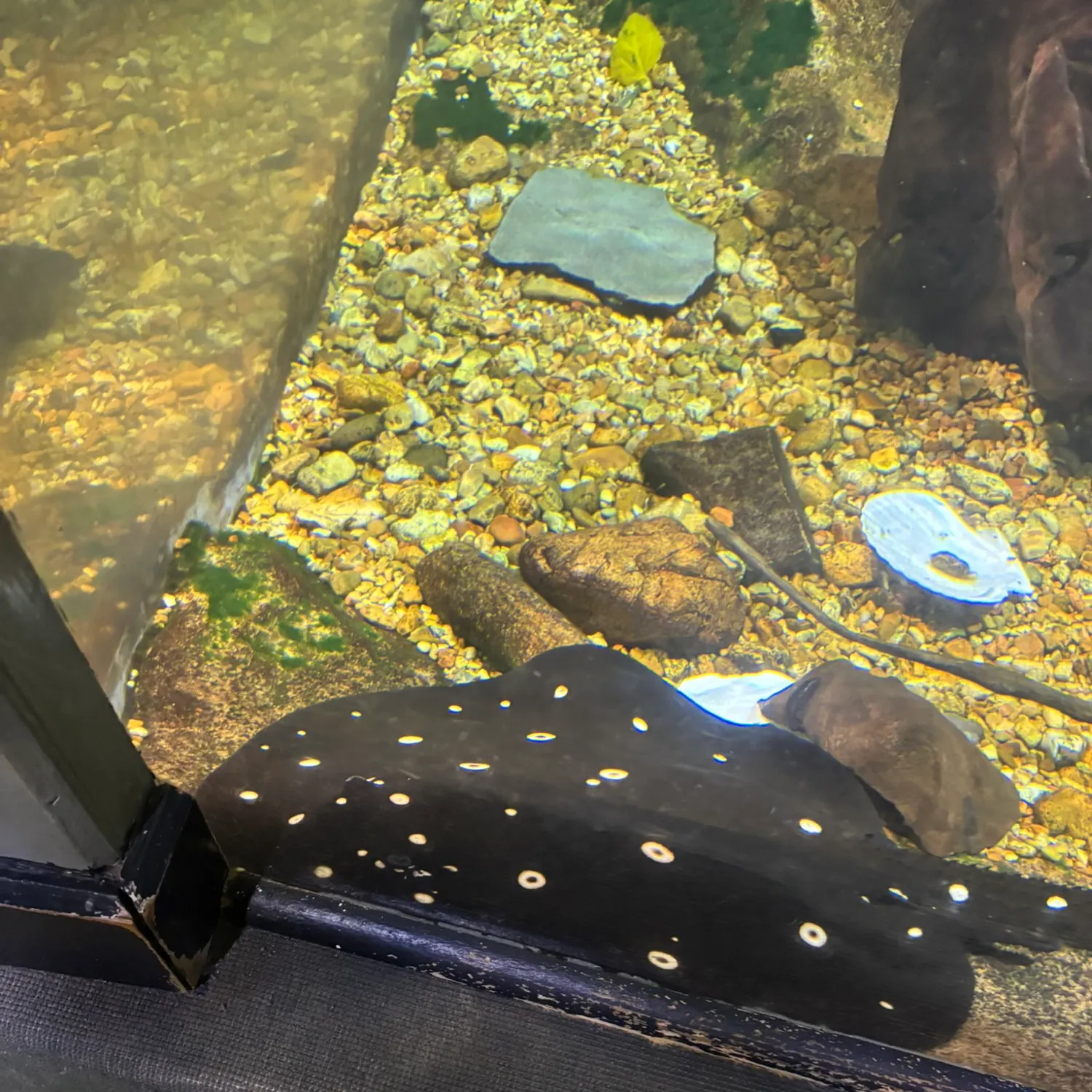 The most recent Short-tail stingray catches on Fishbrain