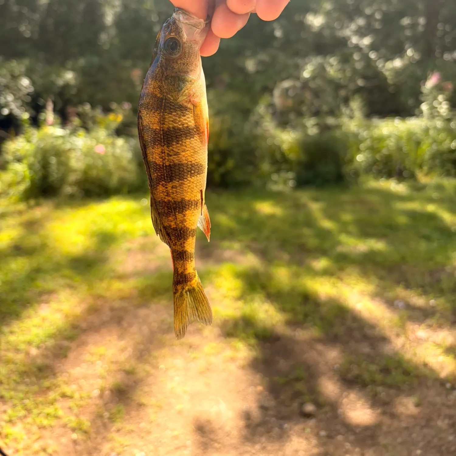 Yellow perch caught on Fishbrain