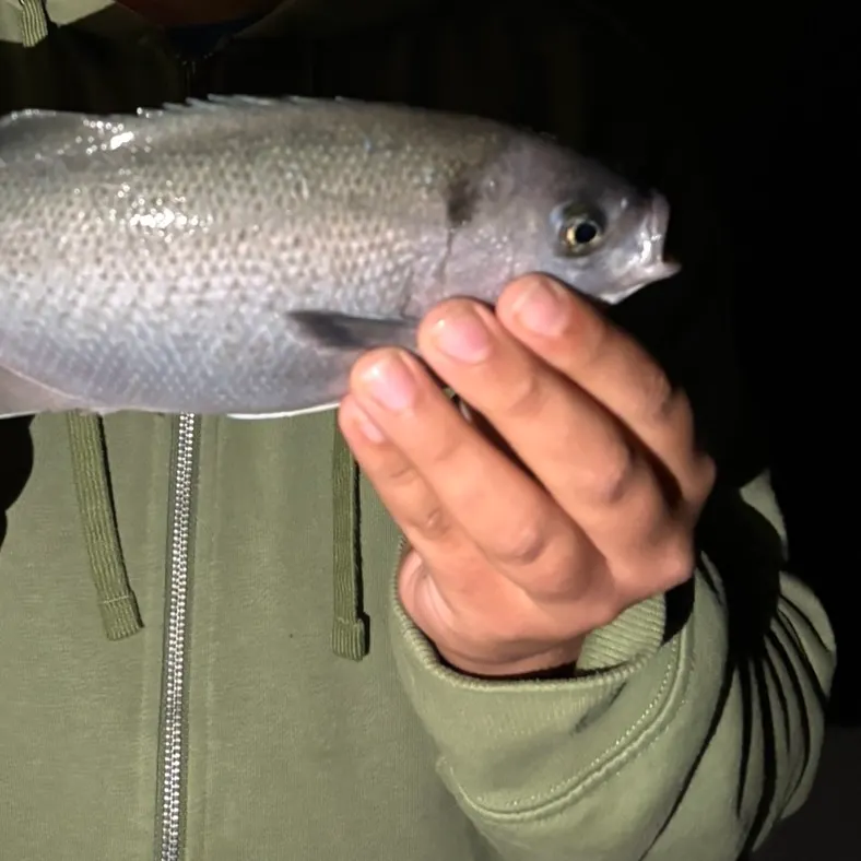The most recent Halfmoon catches on Fishbrain