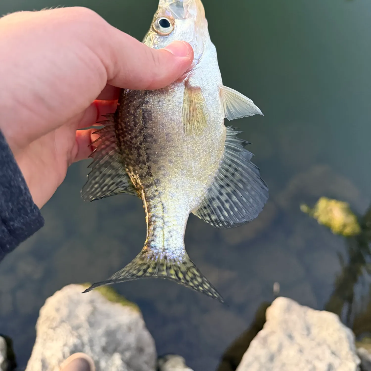 White crappie caught on Fishbrain