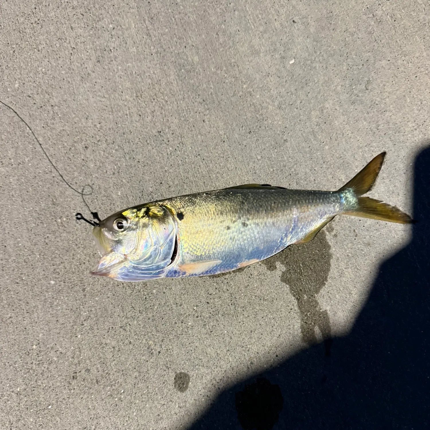 The most recent Gulf menhaden catches on Fishbrain