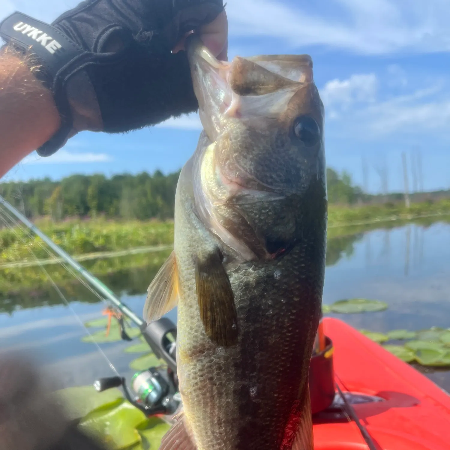 Largemouth bass caught on Fishbrain