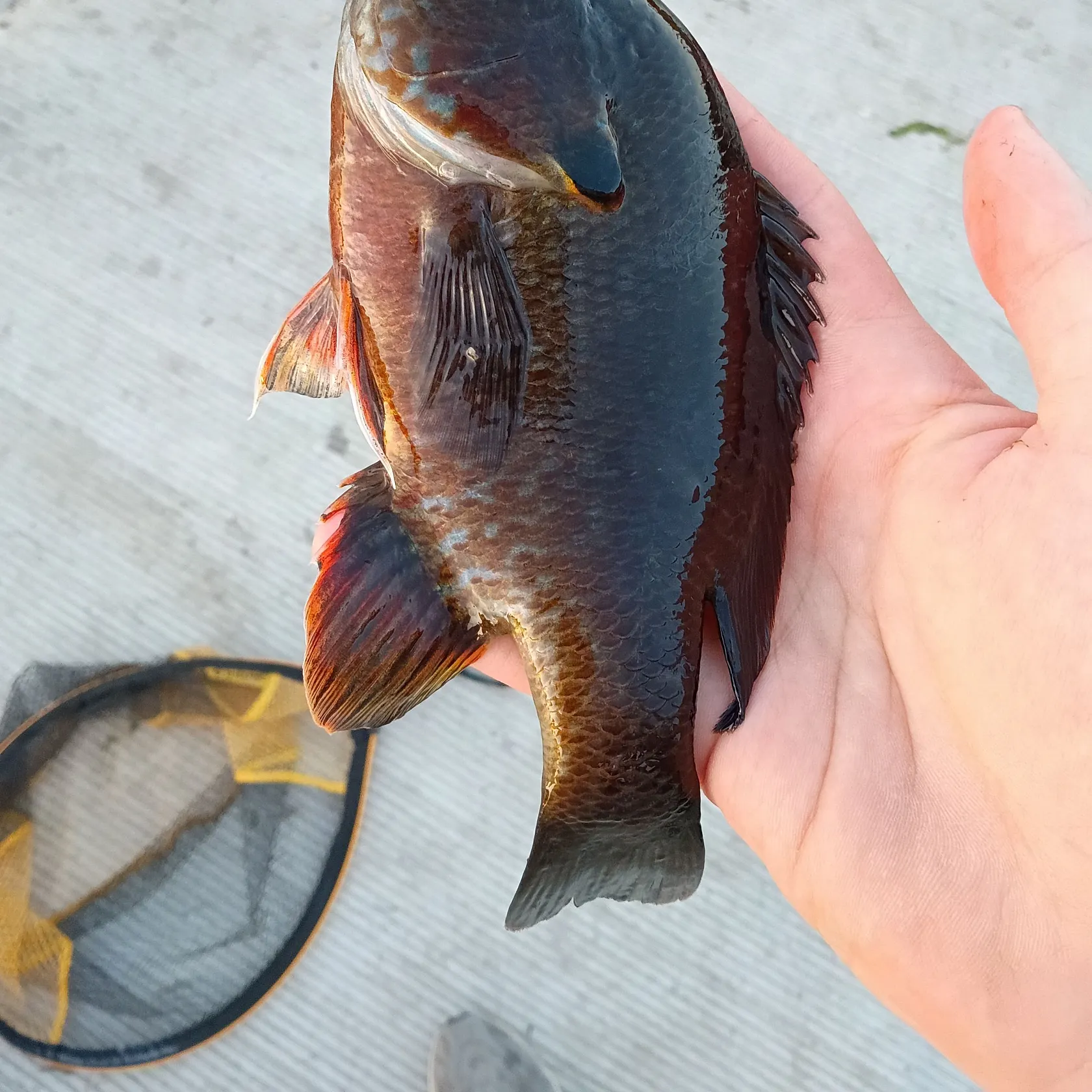 catch