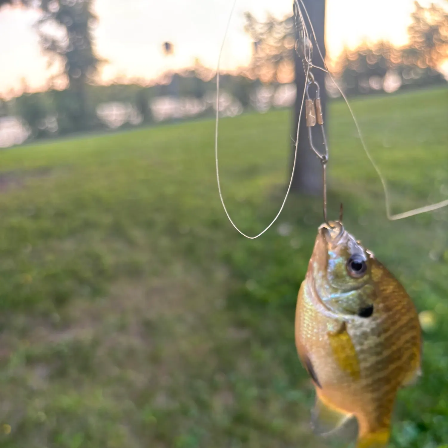 Bluegill caught on Fishbrain