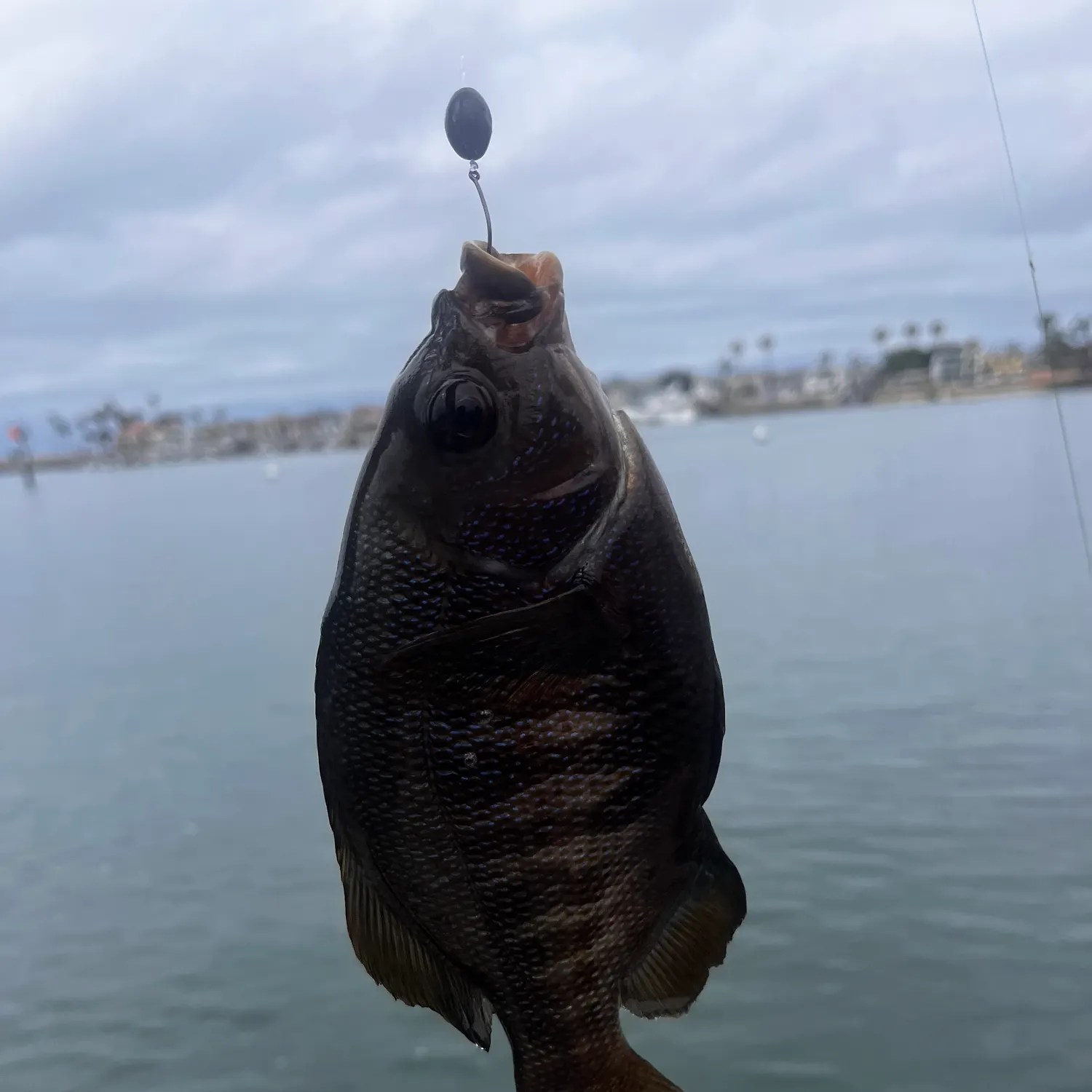 The most recent Rubberlip seaperch catches on Fishbrain