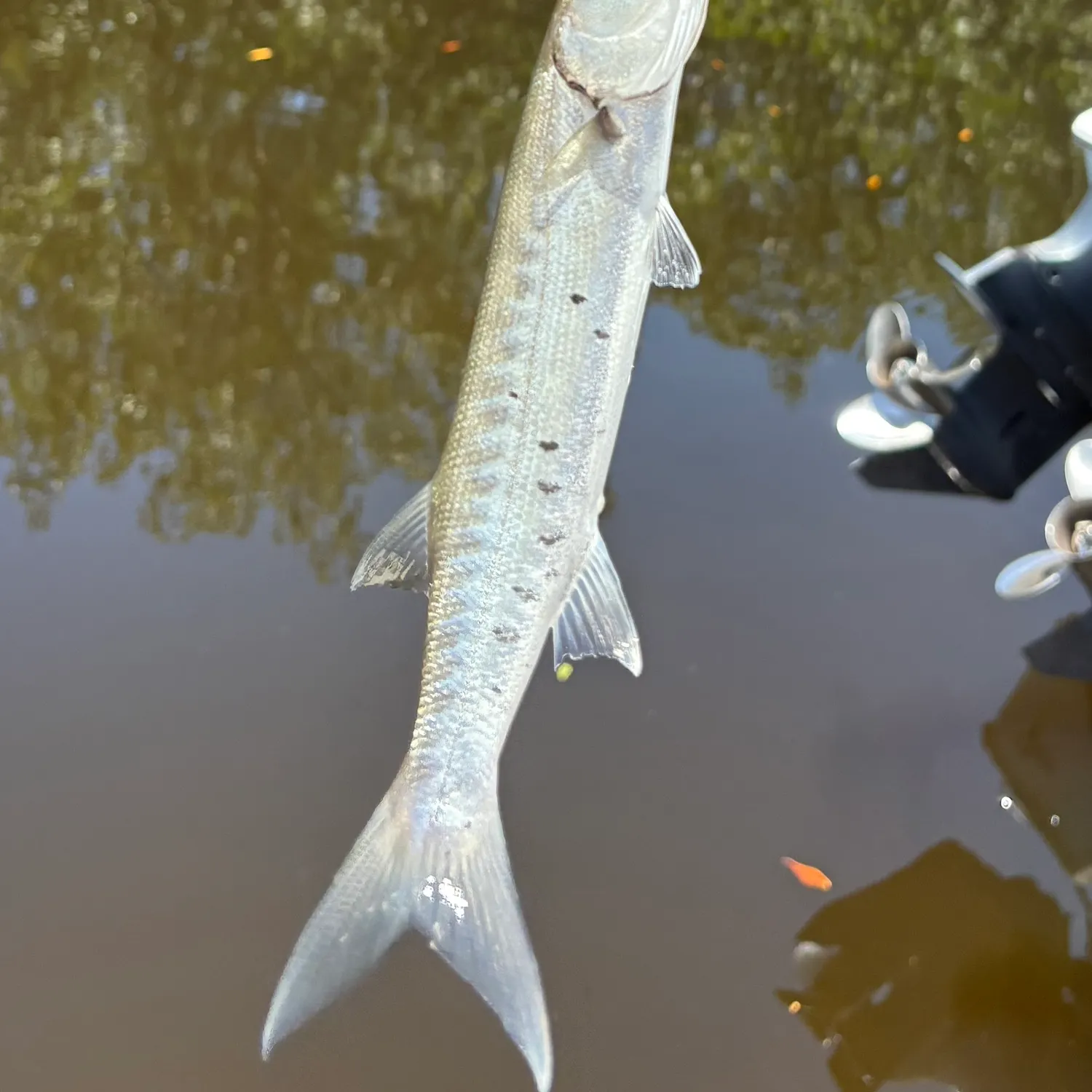 The most recent Great barracuda catches on Fishbrain