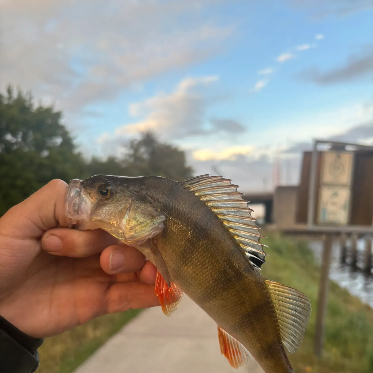 European perch caught on Fishbrain