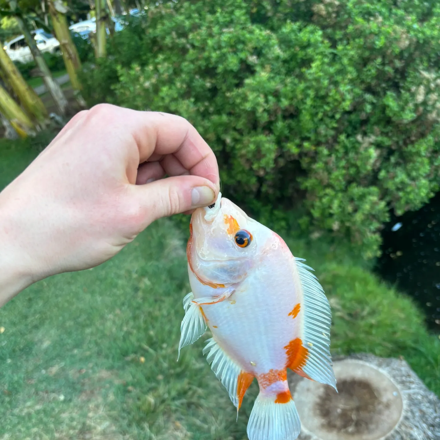 The most recent Red devil cichlid catches on Fishbrain