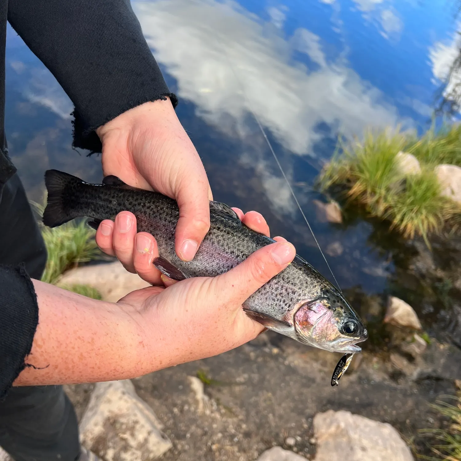 Rainbow trout caught on Fishbrain