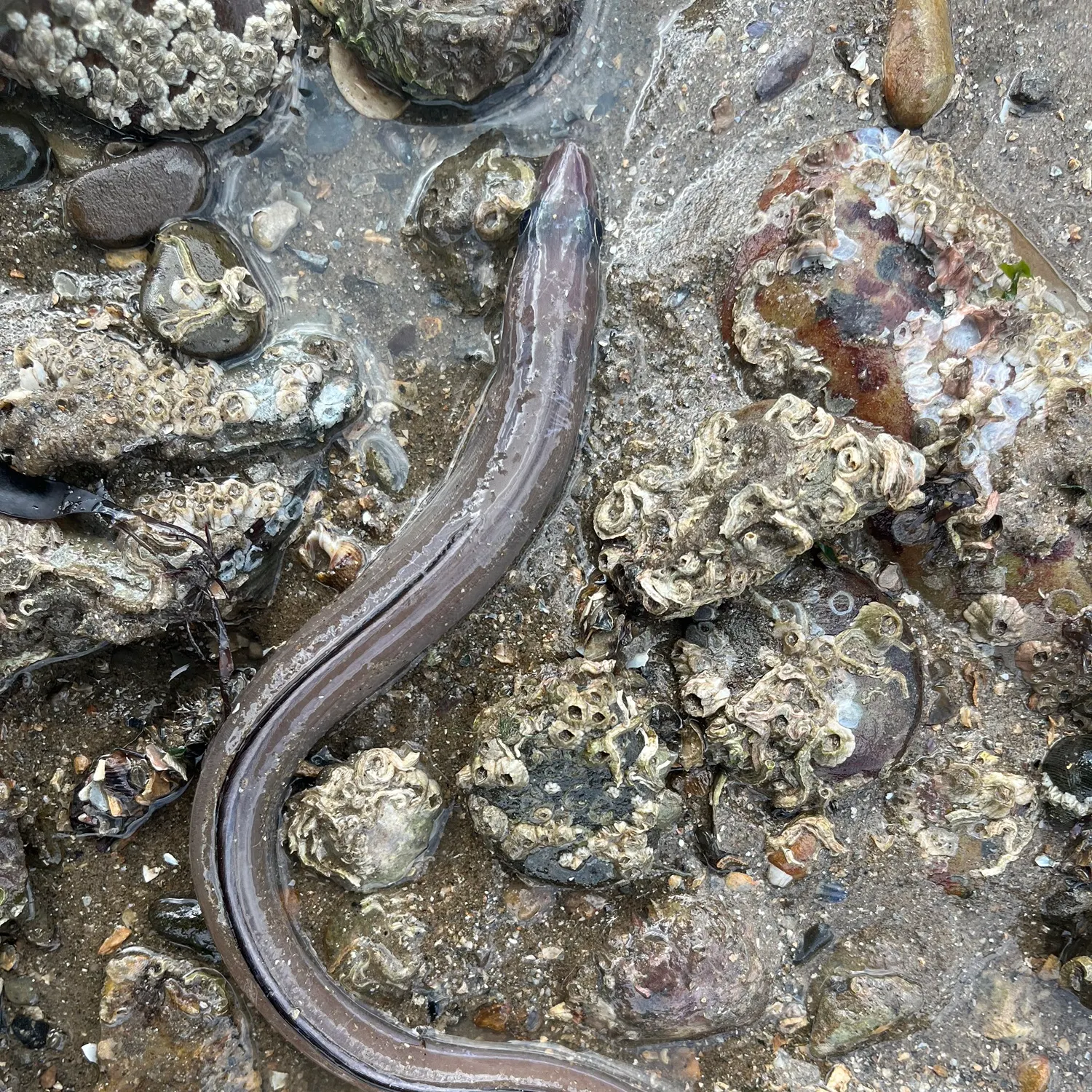 The most recent European conger catches on Fishbrain