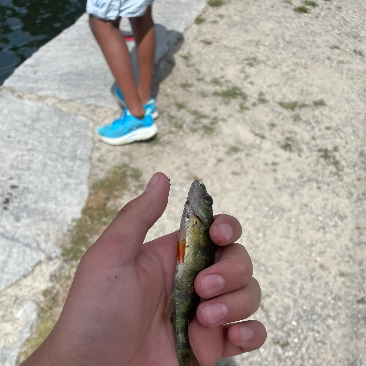 Yellow perch caught on Fishbrain