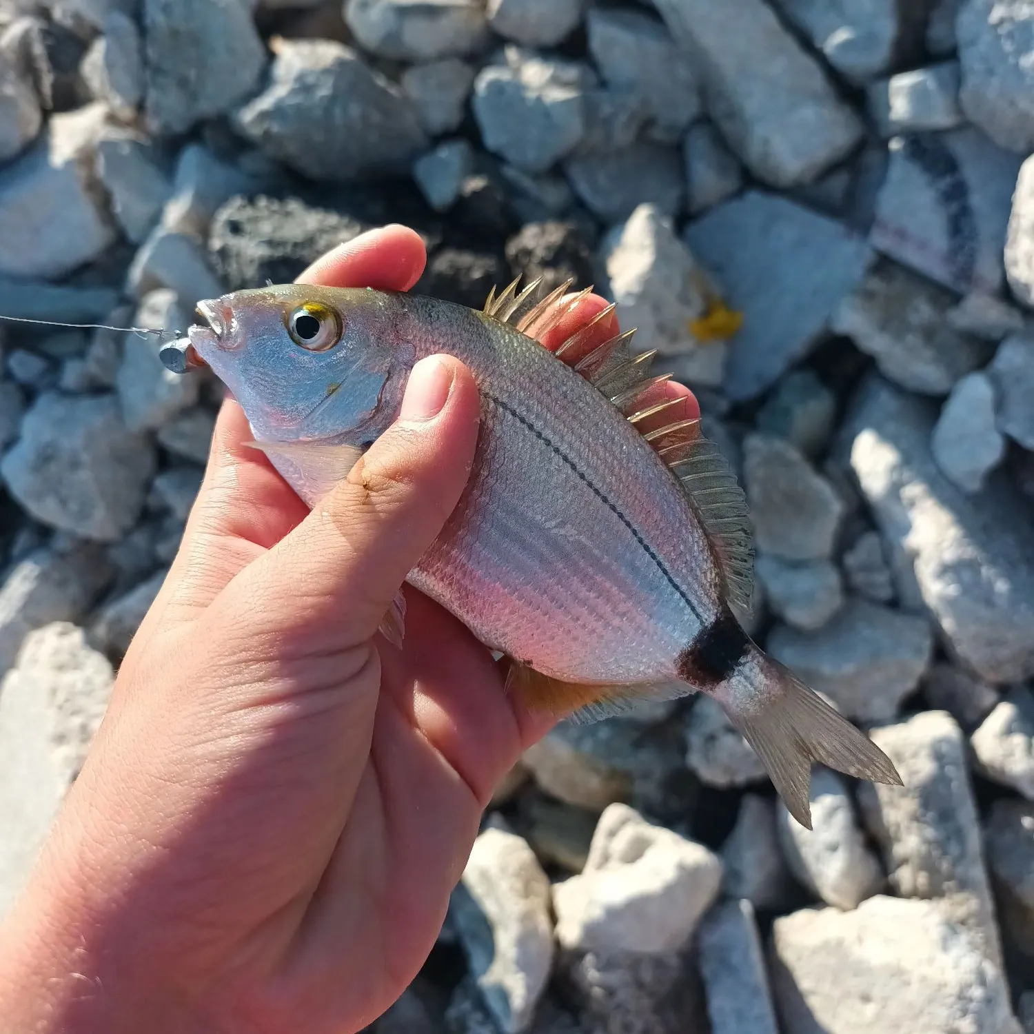 The most recent Annular seabream catches on Fishbrain