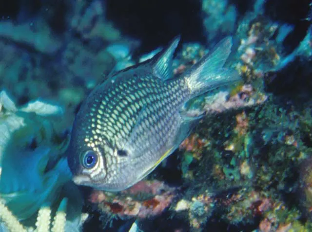 Yellowbelly damselfish