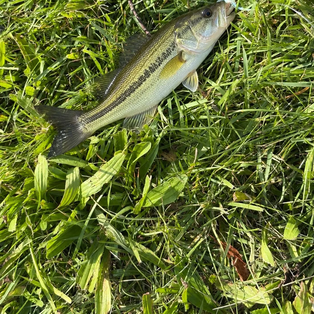 Smallmouth bass caught on Fishbrain