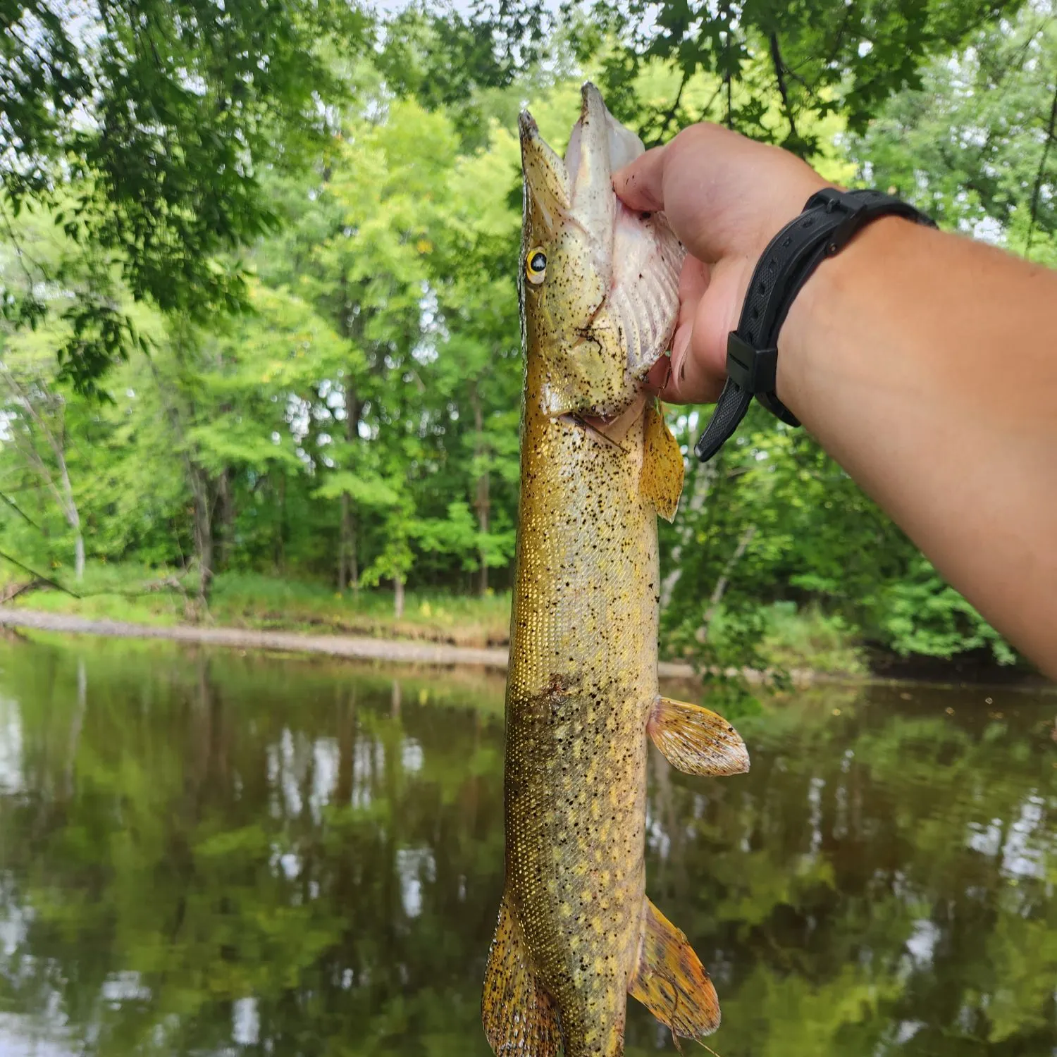 Northern pike caught on Fishbrain