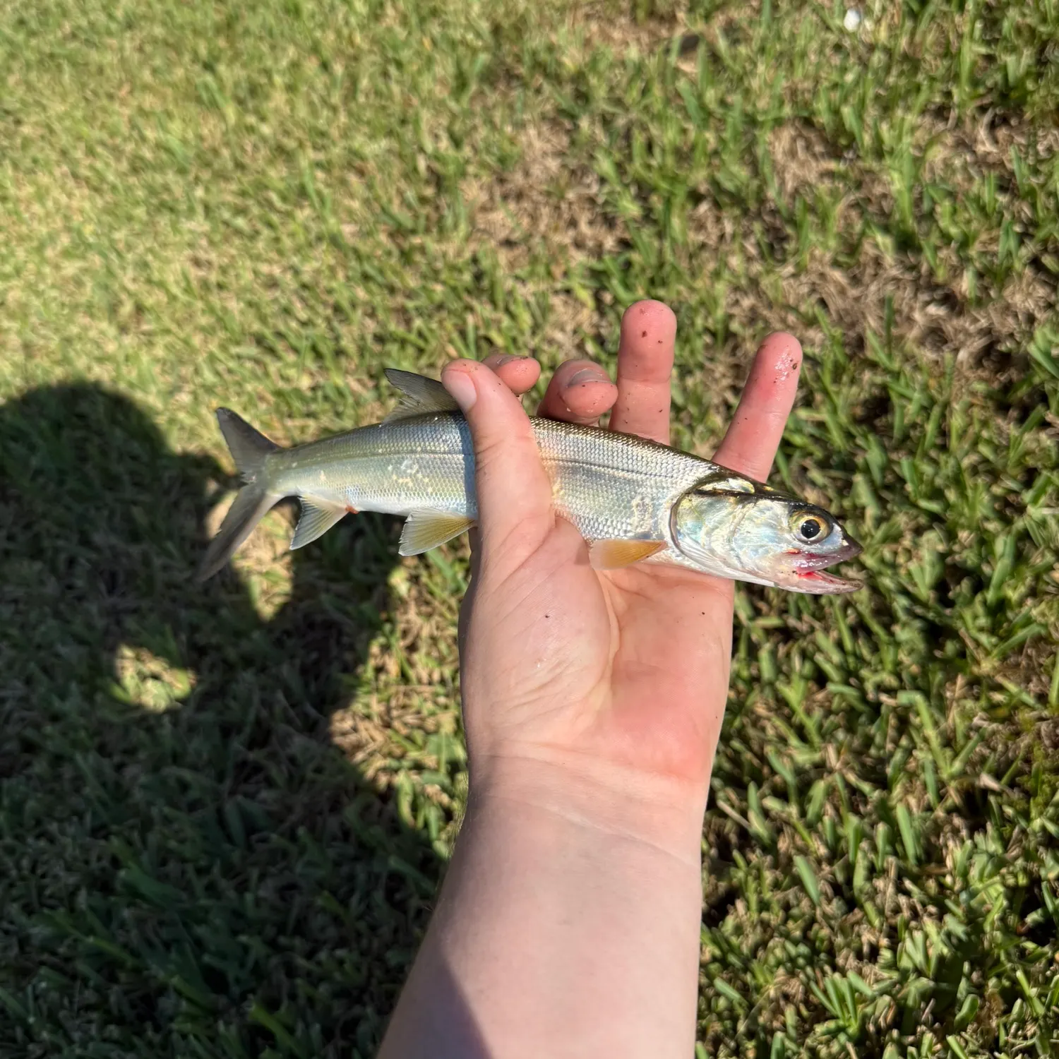 Ladyfish caught on Fishbrain