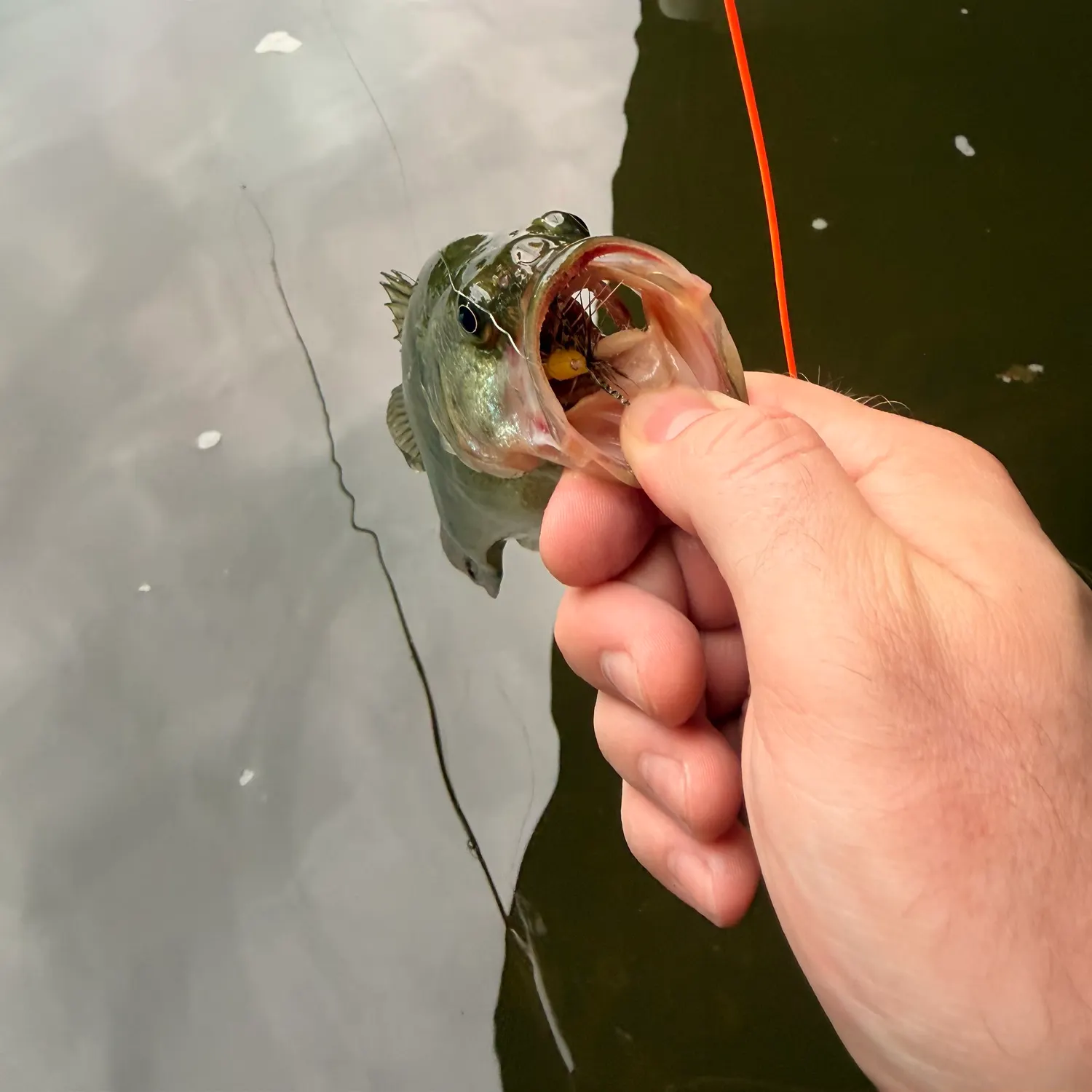 Largemouth bass caught on Fishbrain