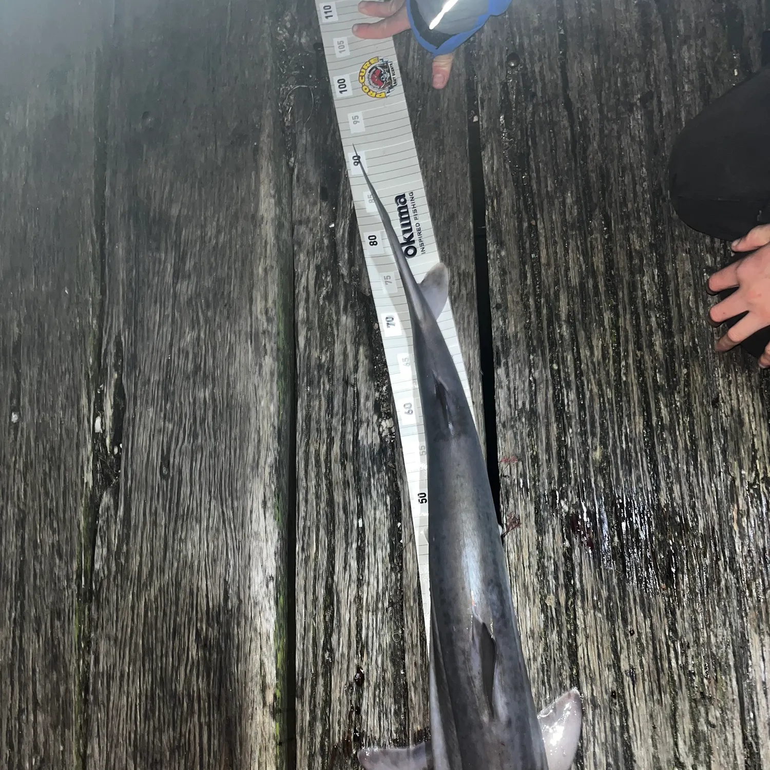 The most recent Tope shark catches on Fishbrain