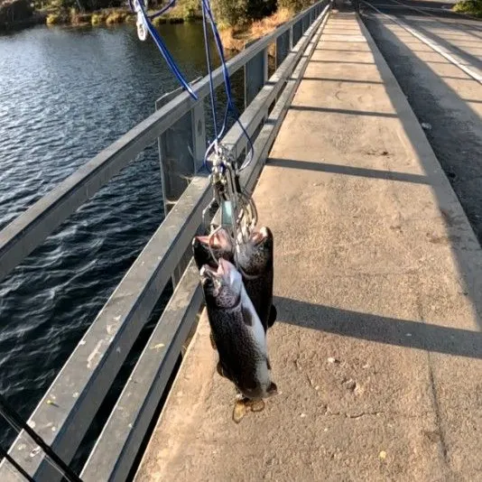 Rainbow trout caught on Fishbrain