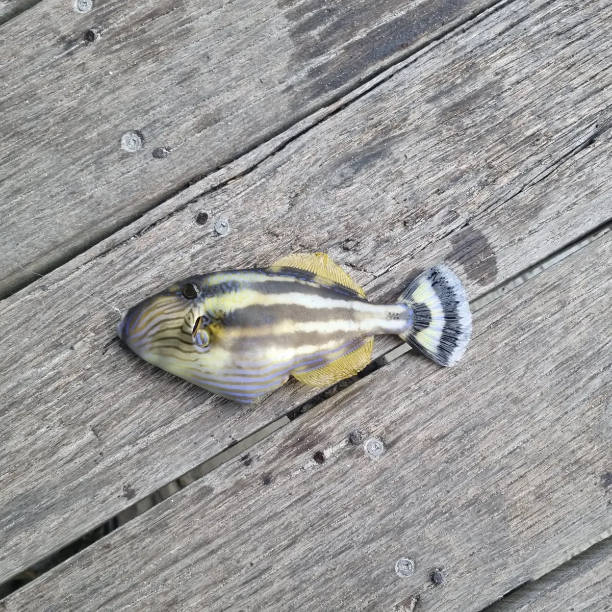 Yellowfin leatherjacket caught on Fishbrain
