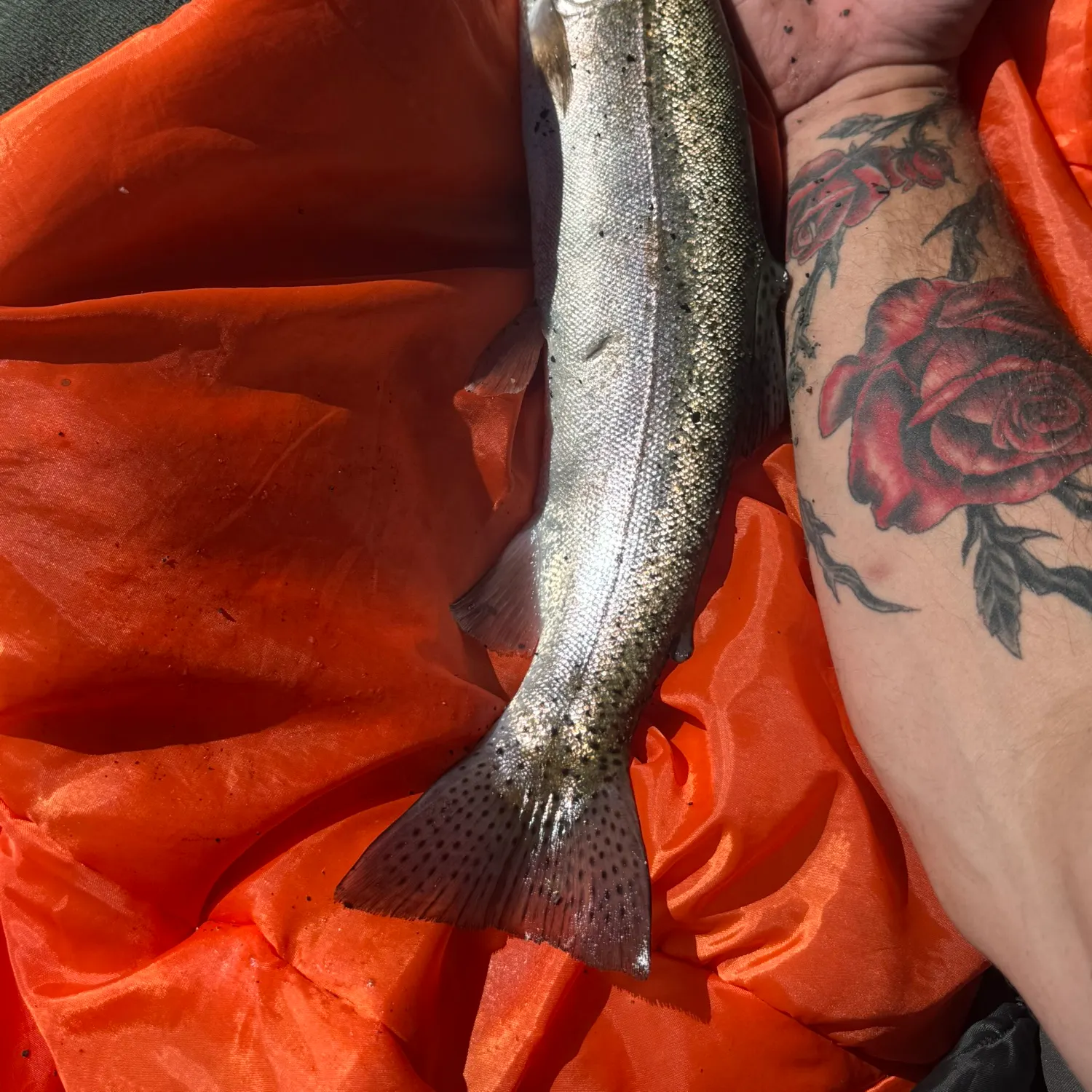 Rainbow trout caught on Fishbrain