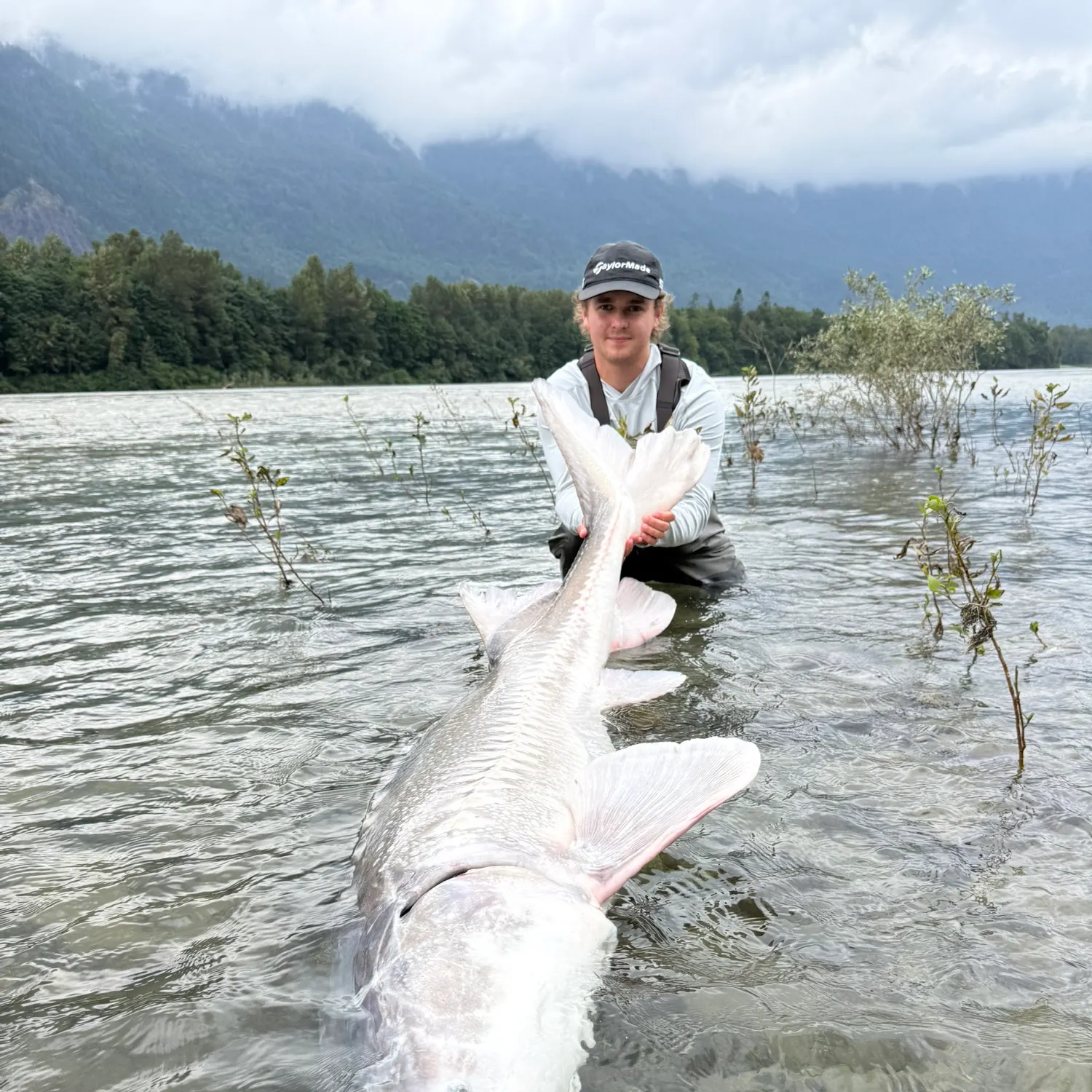 The most recent White sturgeon catches on Fishbrain