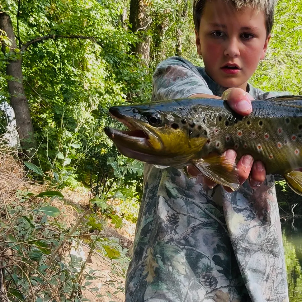 Brown trout caught on Fishbrain
