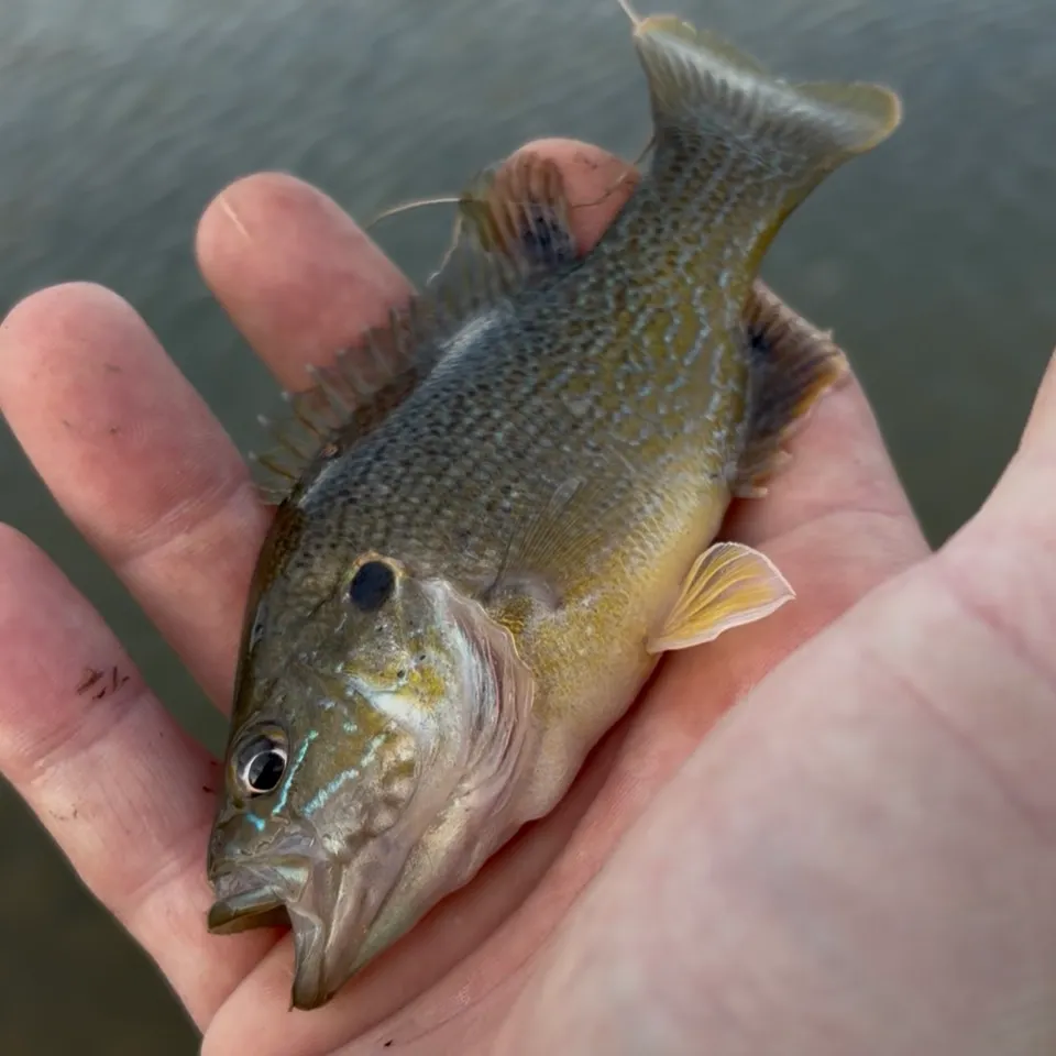 Green sunfish caught on Fishbrain