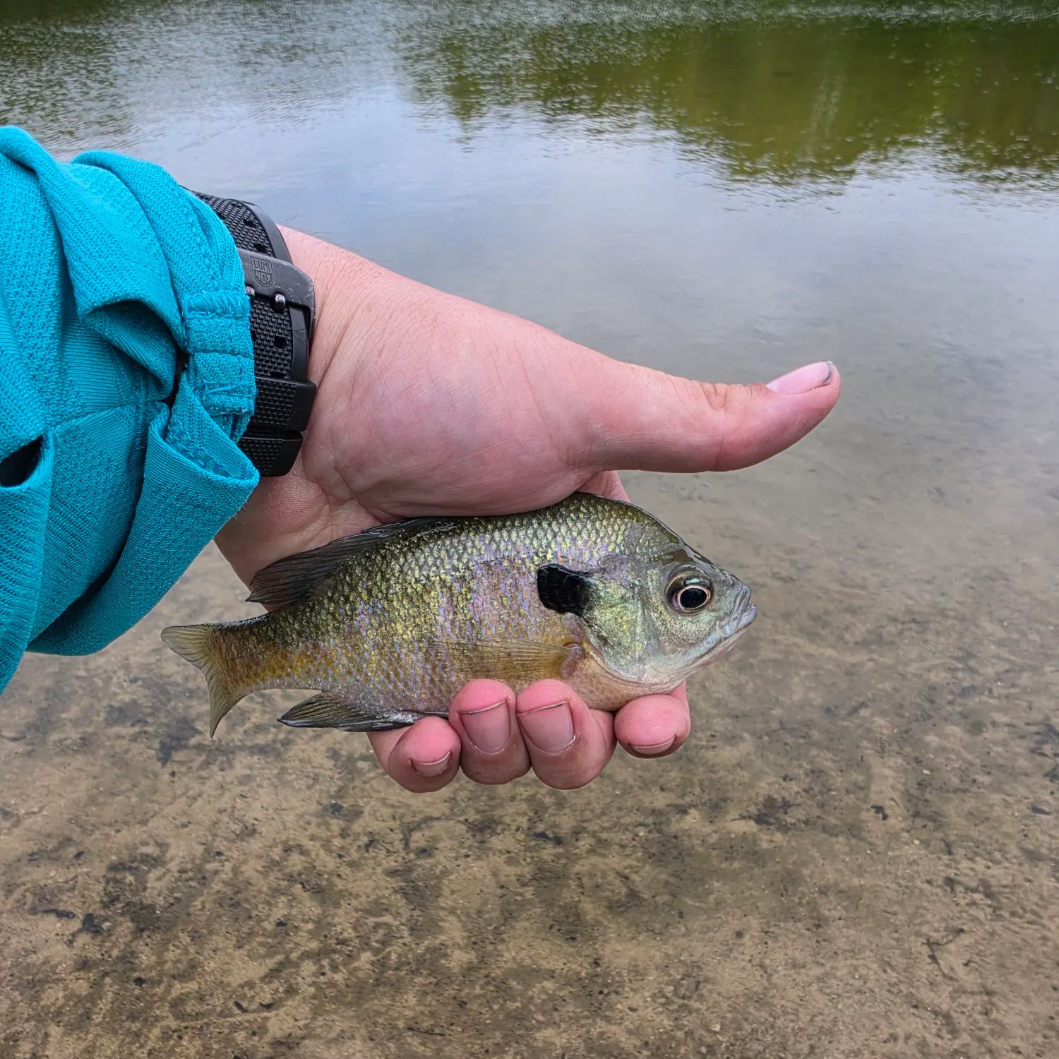 Bluegill caught on Fishbrain