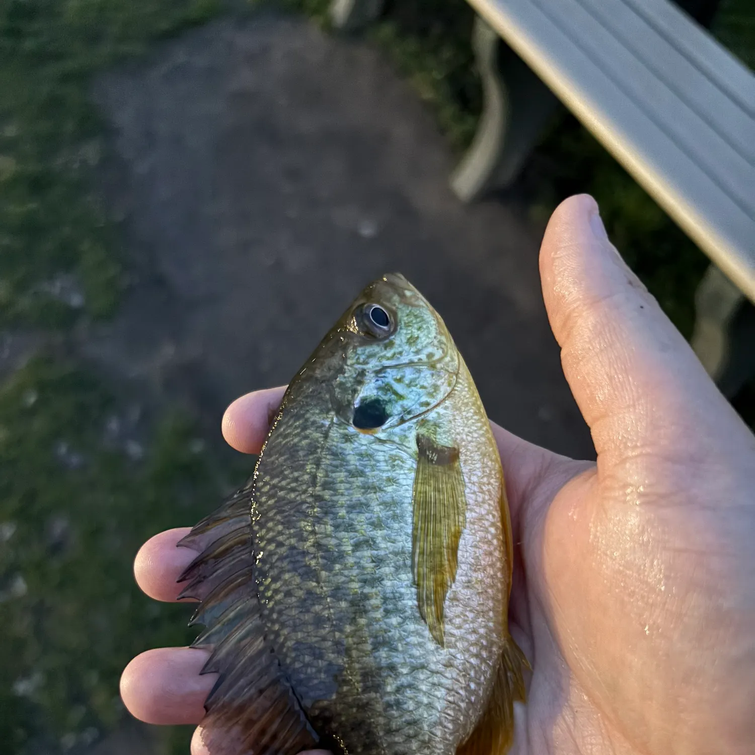 The most recent Redear sunfish catches on Fishbrain