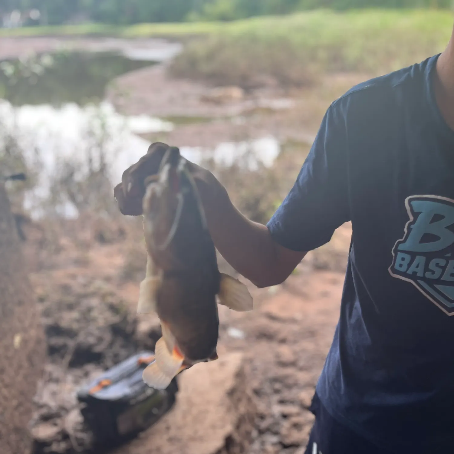 Black bullhead caught on Fishbrain