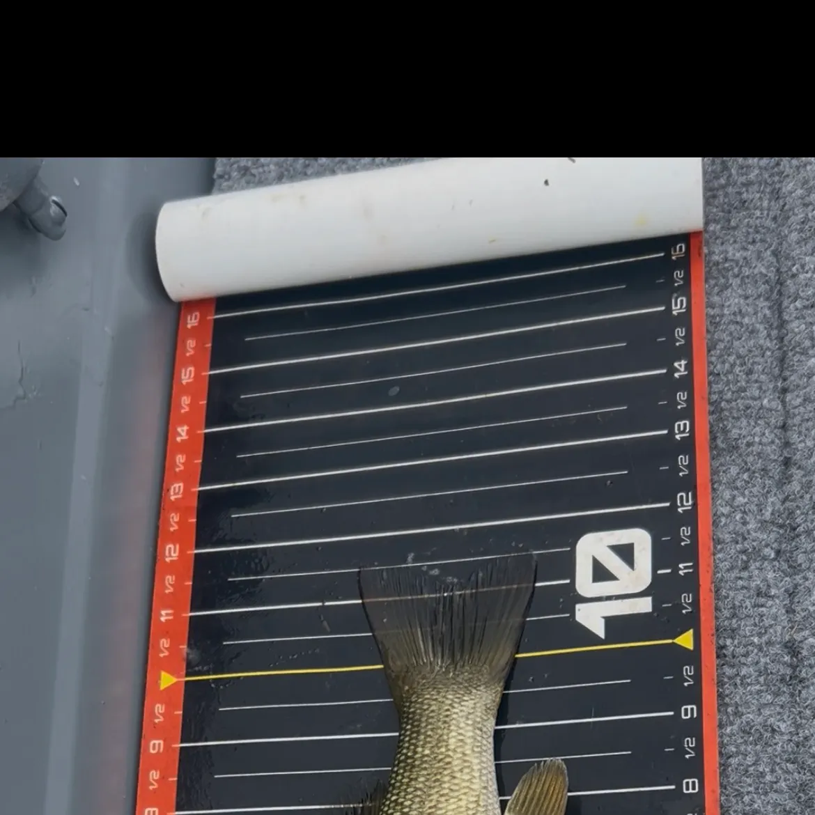 Smallmouth bass caught on Fishbrain