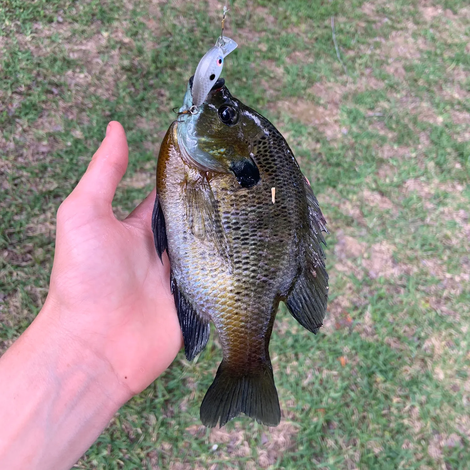 The most recent Coppernose bluegill catches on Fishbrain