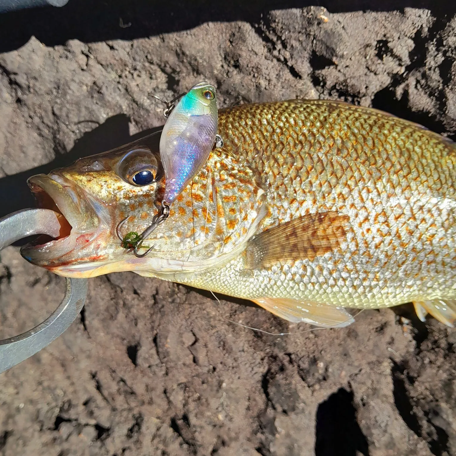 The most recent Spangled perch catches on Fishbrain